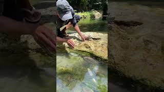 Hand Catching Giant Fish Under Rock | Amazing River Fishing Adventure 🐟