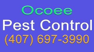 Termite Prevention Ocoee | 407-697-3990 | Ocoee Exterminator
