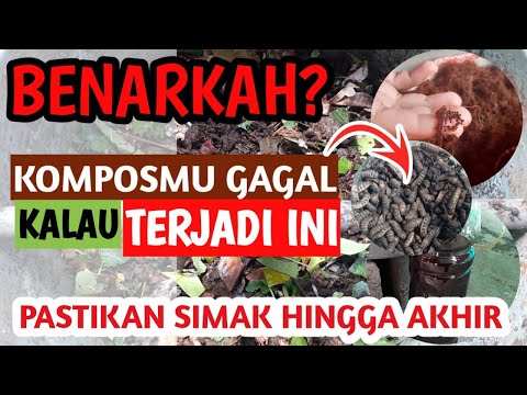 Video: Maggot Dalam Vermikompos - Menangani Jangkitan Vermikompos Maggot