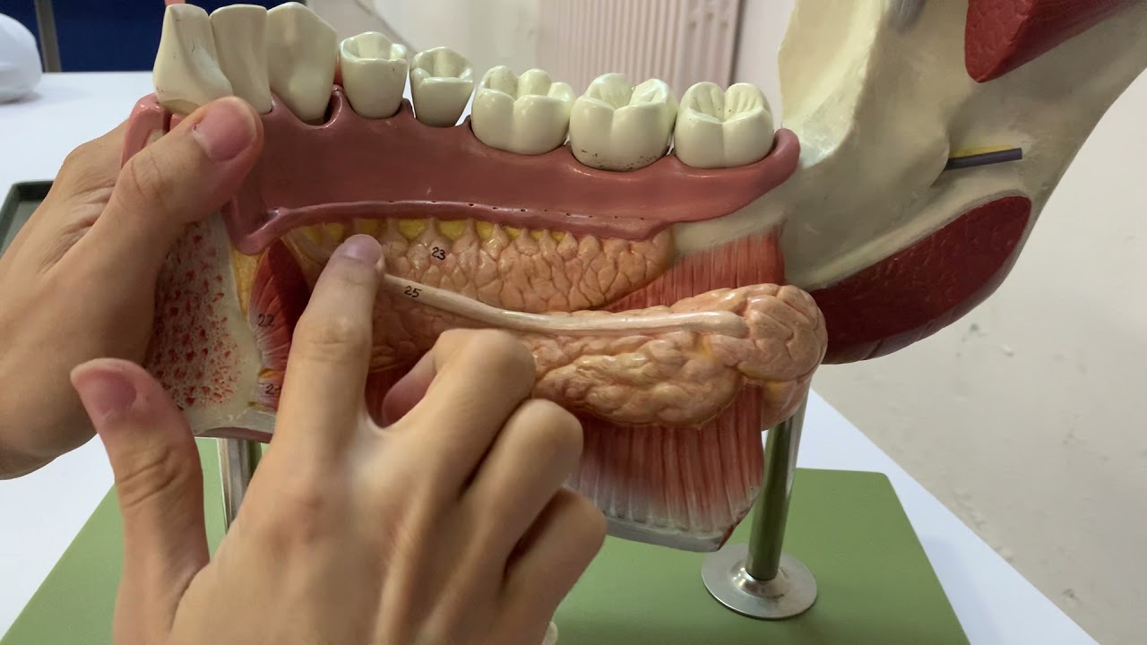 Dişler ve Çevresindeki Yapılar