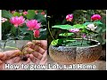 How to grow Lotus plant at home from seeds, How to grow lotus Rhizome