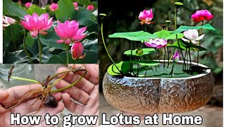 How to grow Lotus plant at home from seeds, How to grow lotus Rhizome