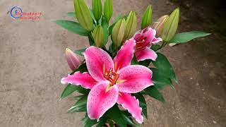 Hoa Ly Chau Trung Thom Đa Lat Lilium After Eight