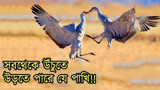বিশ্বের সবচেয়ে বড় উড়তে সক্ষম পাখি সারস World s Highest and Largest Flying Bird Common Crane