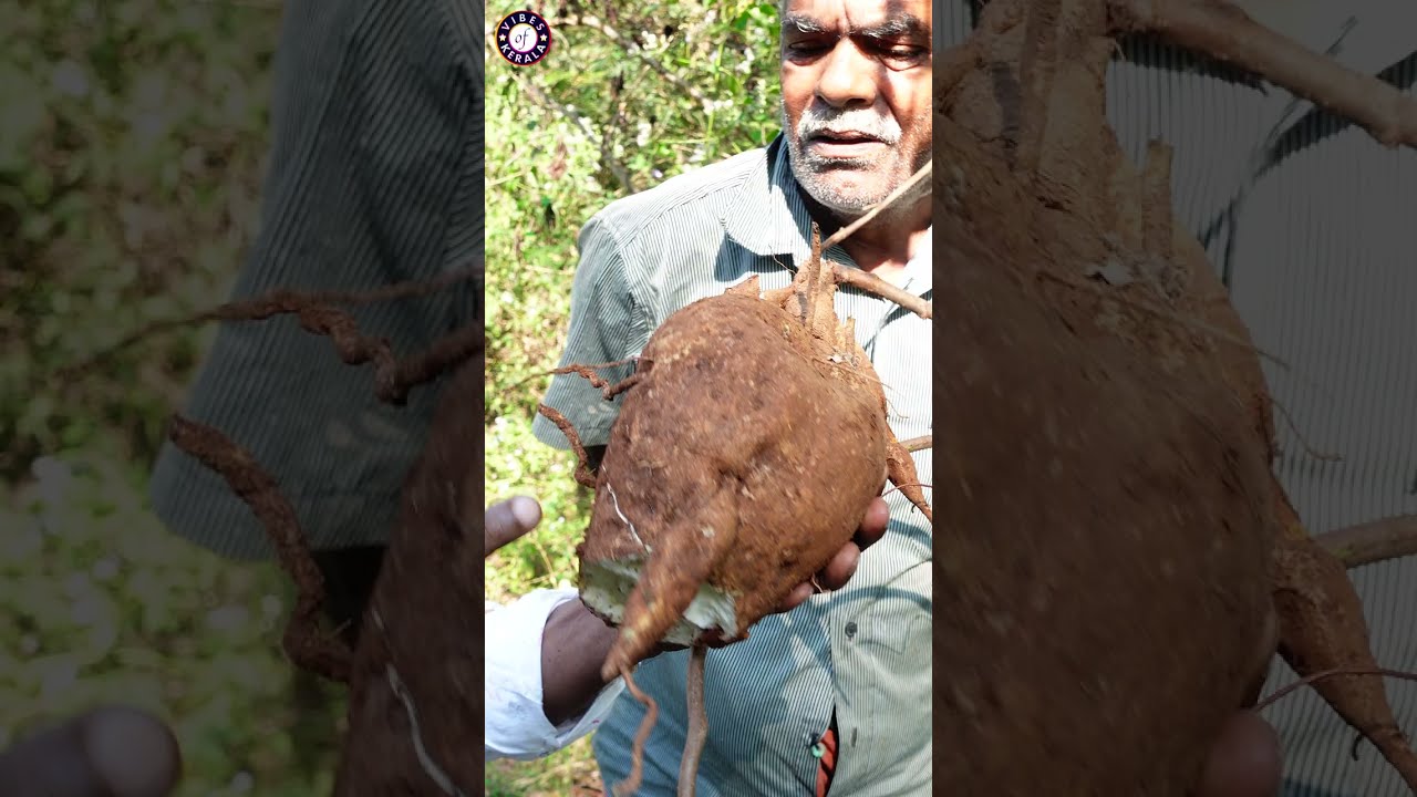 വൃദ്ധനെ പതിനാറുകാരനാക്കുന്ന അത്ഭുത കിഴങ്ങ്