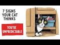 7 Signs Your Cat Thinks You’re Unpredictable | Feline Secrets