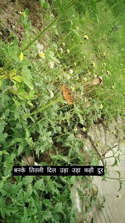 Butterfly 🦋 || #butterfly #titli #insects #titlisong #titlirani #titliya #atmosphere #flowers #viral