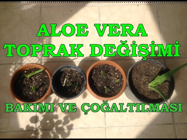 ALOE VERA BTKS NASIL OALTILIR? - HOW ALOE VERA PLANTS REPRODUCTION?