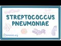 Streptococcus pneumoniae - causes, symptoms, diagnosis, treatment, pathology