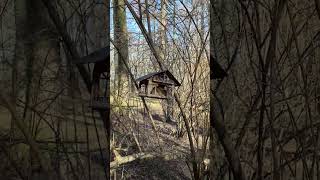 Rat Sneaks Inside Bird Treehouse