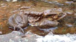 渓流で見つけたアズマヒキガエル２