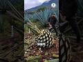 From Thorny Fields to Tequila: The Sweet Secret of Agave Azul