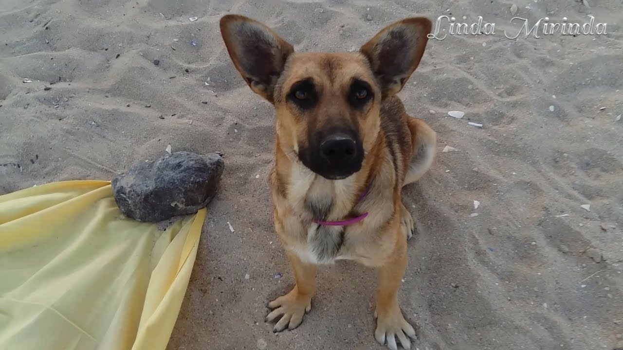 Разговор с собакой :) Разговор с собакой :)