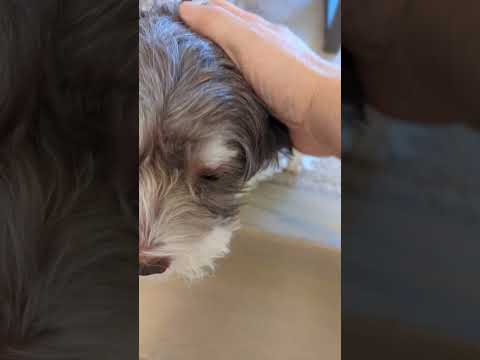 Coco's helicopter tail greetings #doggybestfriend #havanesedog #doggielife #cancer