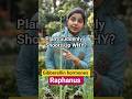 Gibberellin | Raphanus | Do you know ?#fruit #trending #conceptclarity #botanymcq