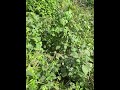 Monsoon me kitchen garden ki haalat part 2