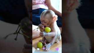 Baby Bibi monkey eating fruit so cute 😋 | Cute Animals | Baby Animals