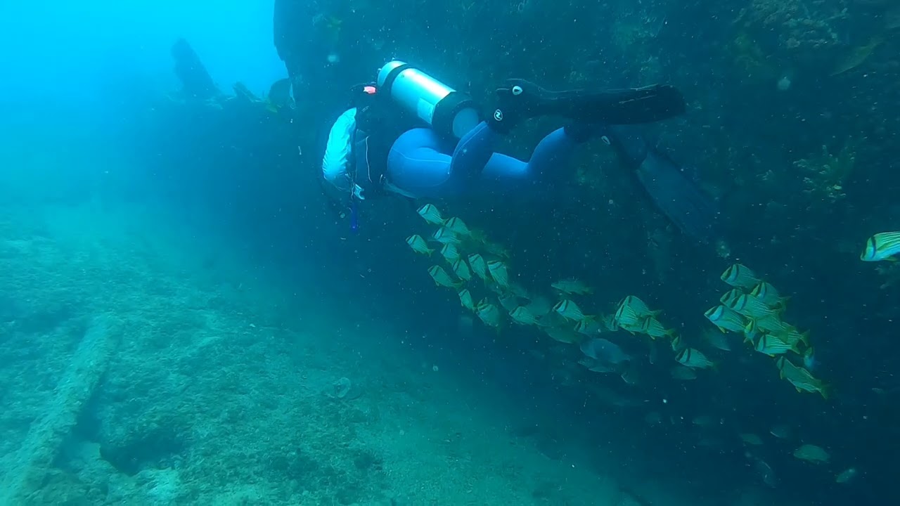 Benwood wreck fish swim 2