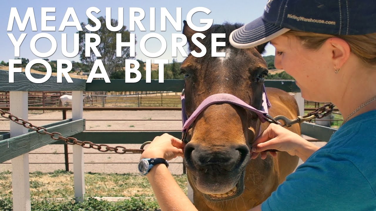 How To Measure Your Horse for Bit Size - YouTube