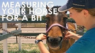 How To Measure Your Horse For Bit Size