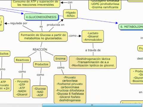 metabolismo anabolismo y catabolismo mujeres