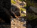 A porcupine🦔 eating crunchy crab🤤 #wildlife #porcupine #crab #asmr #animals