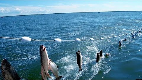 #Amazing.  #Automatic.  Lines, Catching and Processing Fish Right on Ship, #BigCatch.  in The Sea