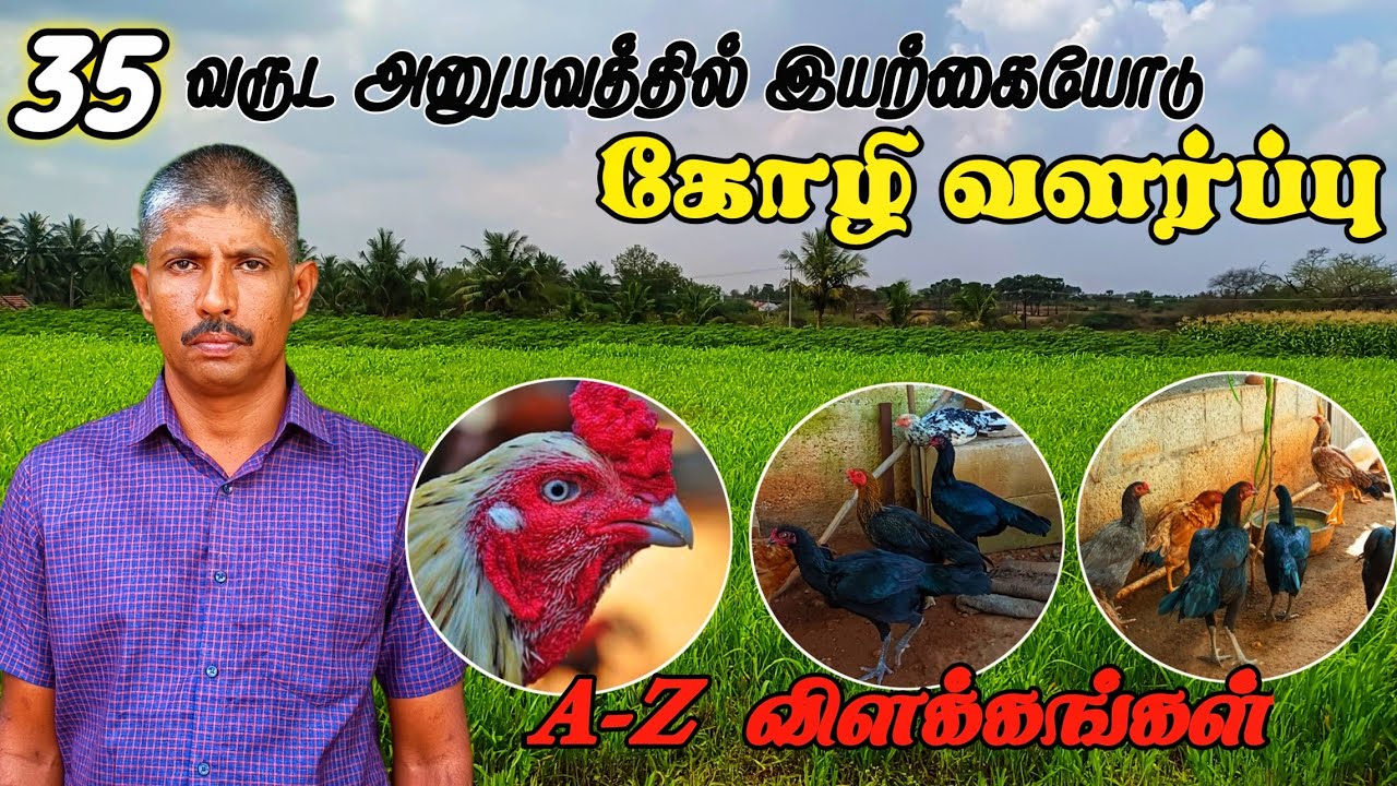 கோழி வளர்ப்பில் 35ஆண்டுகள் அனுபவம் | கோழி வளர்ப்பது இவ்வளவு தானா? | NativeChicken Farming Techniques