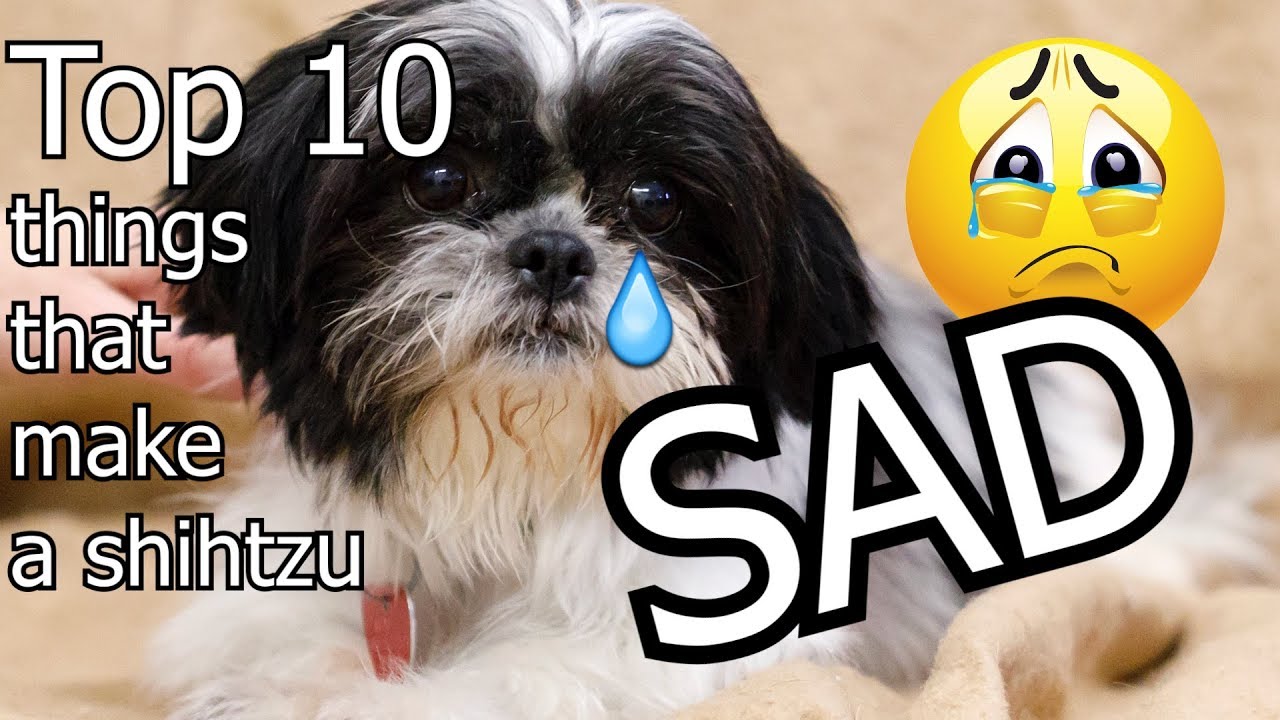 Top 10 Things That Make A Shihtzu Sad