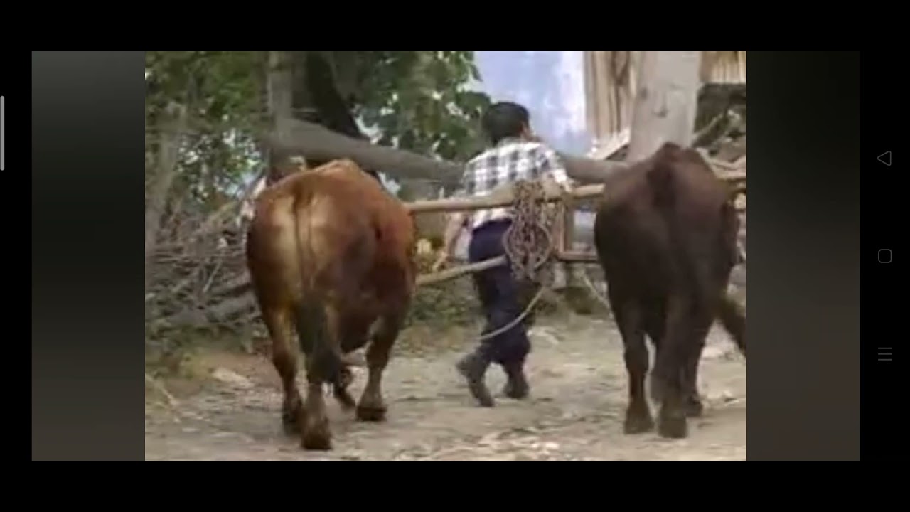 Karabük Köçeklik Belgeseli 1