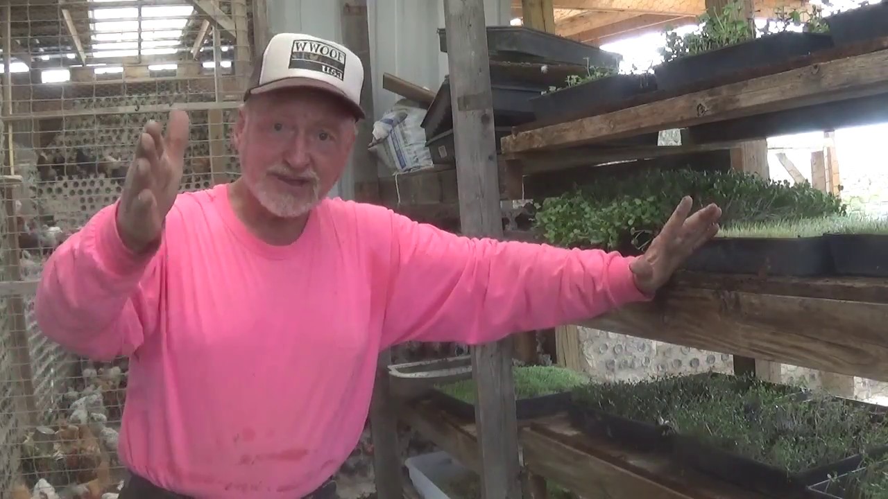 Sprouting Millet For Your Chickens YouTube