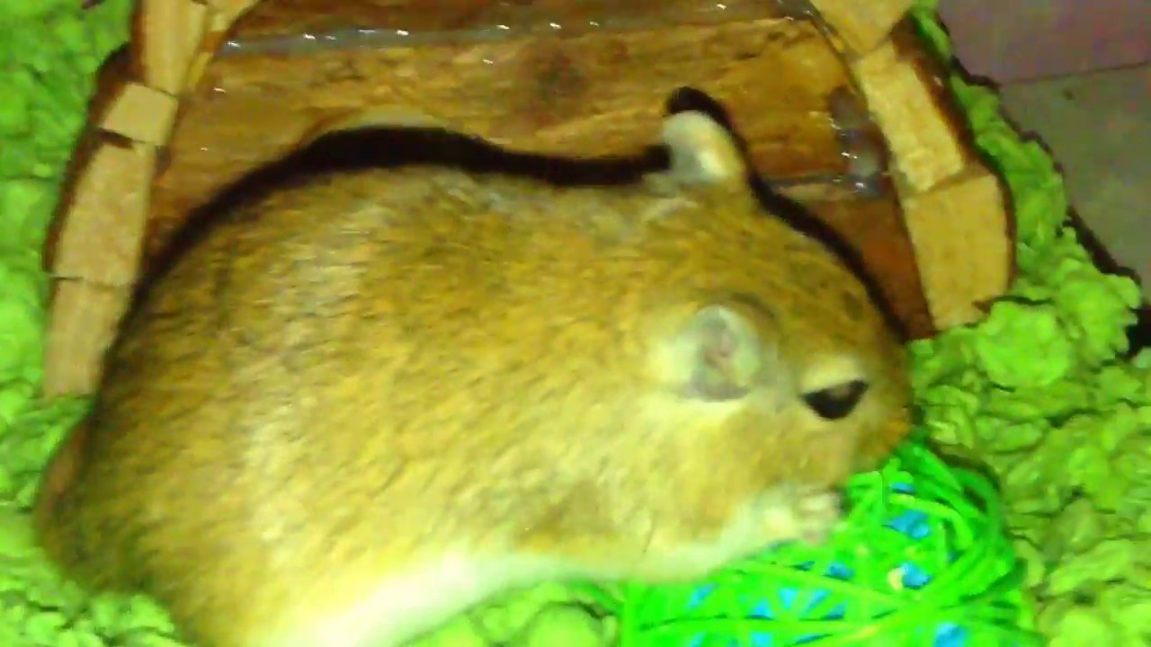 My gerbil coco's new cage ( 20 gallon fish tank ) YouTube