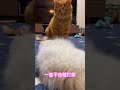 二公主摩卡醬的成長記錄 和黃豆粉的日常 打架 #cat #cute #pets #蘇格蘭摺耳貓 #貓咪 #貓咪日常 #cutecat