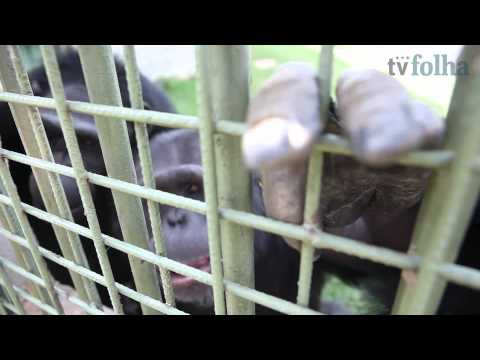 Vídeo: Processo De Chimpanzés Vacila Nos Tribunais Dos EUA