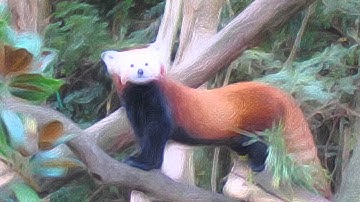 Australia Photos 2006 (Brushstroke app demo)