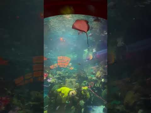 My Luxury stay at Deltin Suites Goa | Luxurious Casino Hotel | Stay, Food & more | Eng Subs