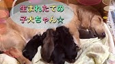 ミニチュアダックス 生まれたての赤ちゃん Puppy Youtube ミニチュアダックス 生まれたての赤ちゃん Puppy Youtube