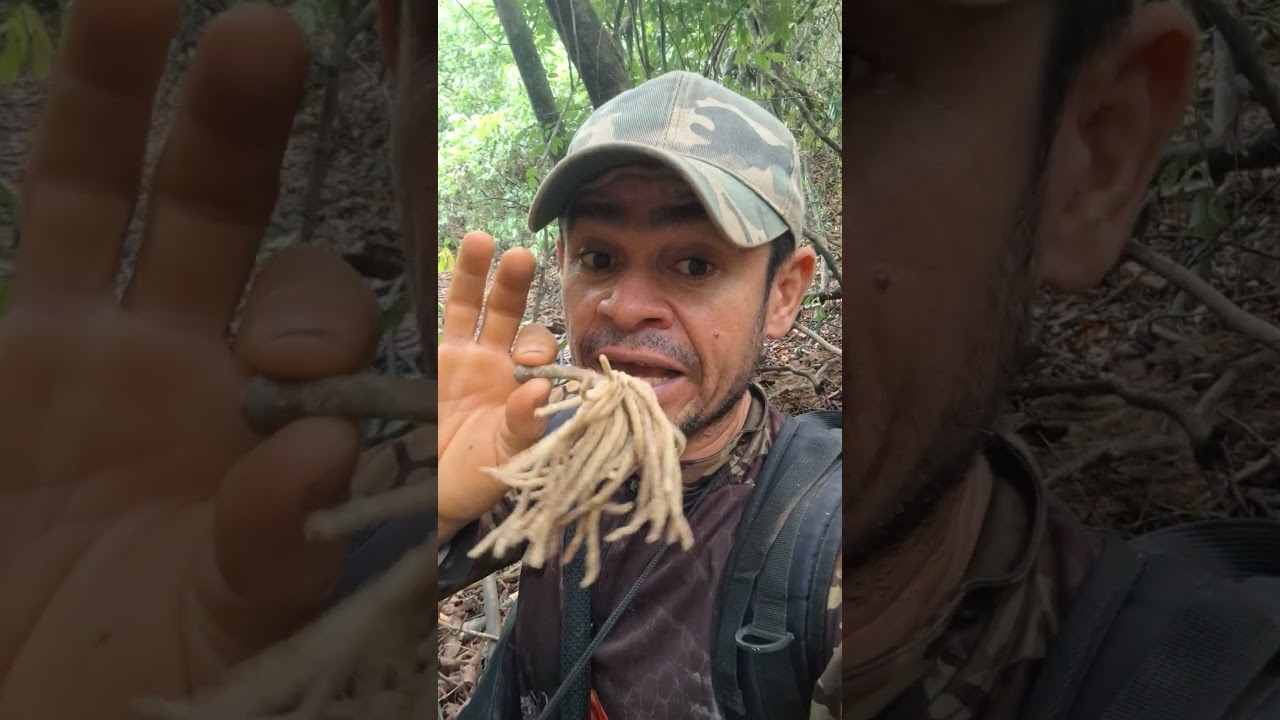 caçada de veado 🦌 matero 