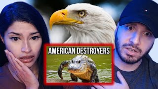 British Couple Reacts to 3 American Animals That Would Destroy European Ecosystems