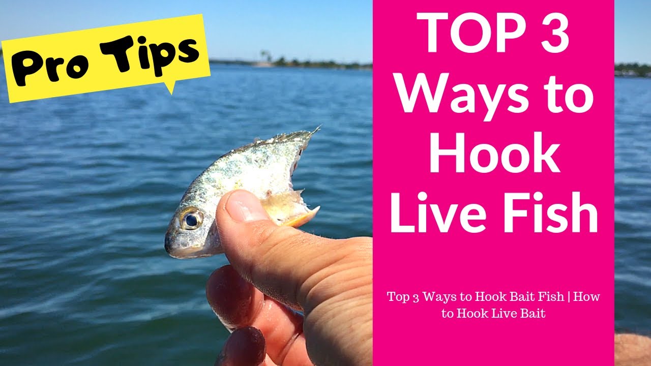 Top 3 Ways to Hook Bait Fish  How to Hook Live Bait 