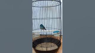 selendang biru / sikatan biru /tledekan biru / gacor bongkar isian. cocok untuk masteran.