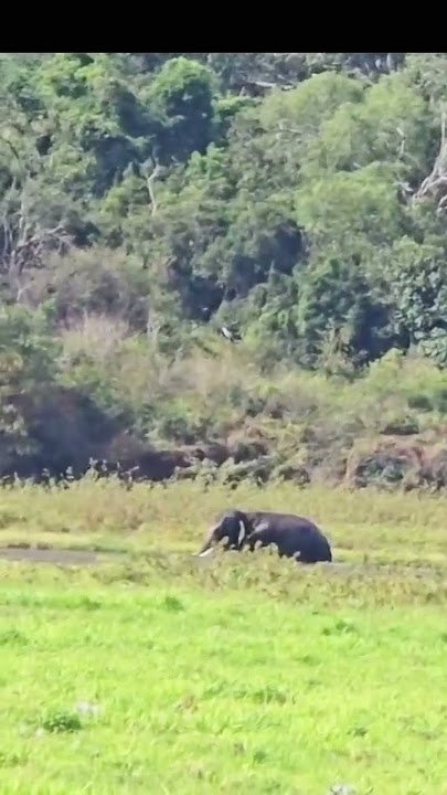 Nala enta ❤️🫶#beautiful #elephant #beautifultravel #life