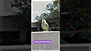 Hello parrot tricks you can teach your bird easily #parrottraining #petbirds #birdstrike #shorts
