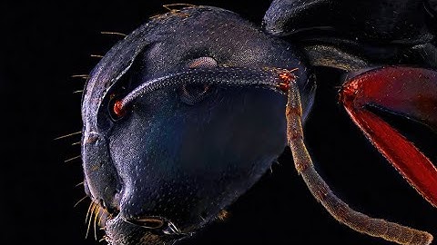 Focus stacked side portrait of carpenter ant