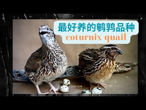 最好養的鵪鶉品種 新手養鵪鶉要注意哪些 Coturnix Jumbo Quail Easiest Quail for Beginners (backyard animal #7)