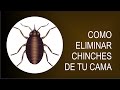 como eliminar para siempre los chinches de tu cama con remedios caseros