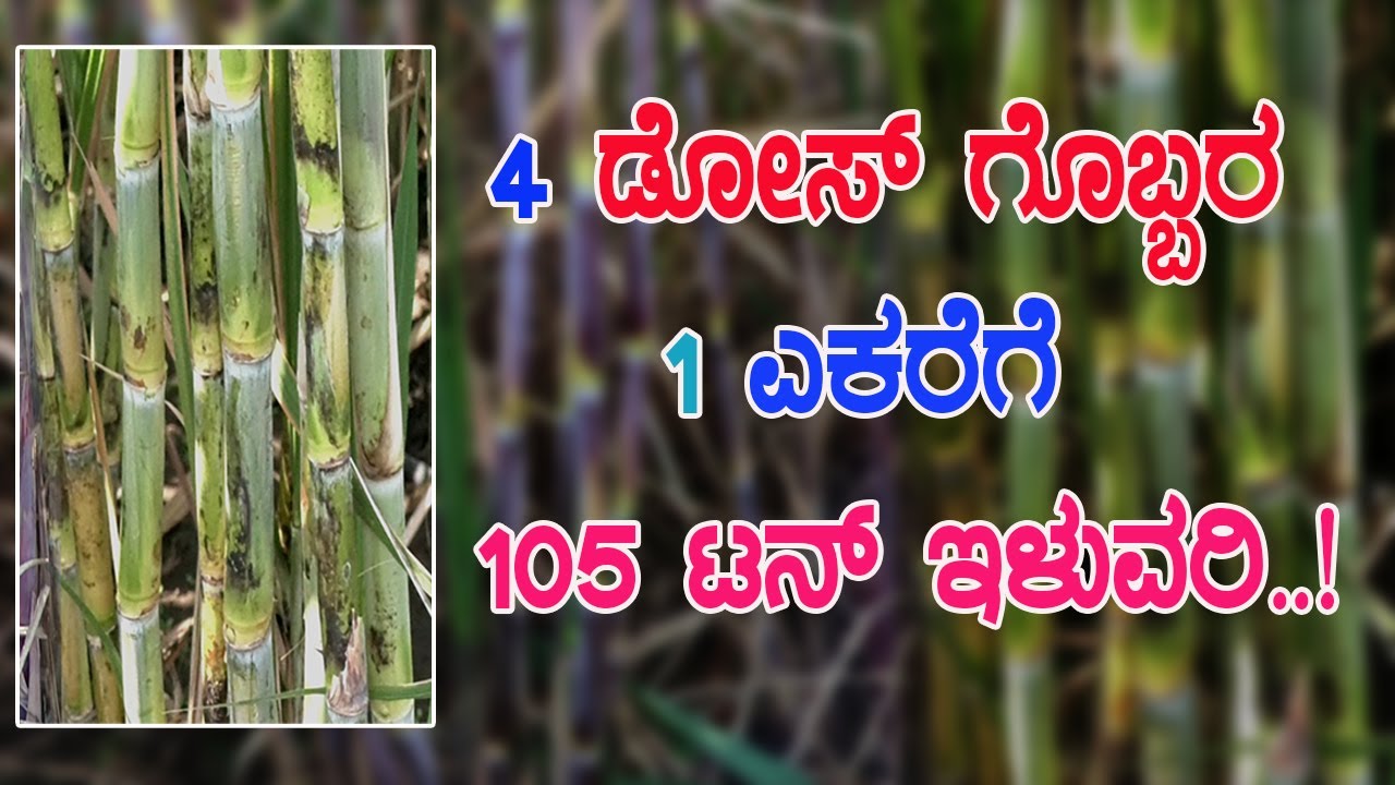 105 Ton yield in 1 acre of sugarcane | 1 ಎಕರೆಯಲ್ಲಿ 105 ಟನ್ ಕಬ್ಬು ಇಳುವರಿ ಪಡೆಯುವ ಮಾರ್ಗ..!