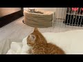 パパの枕で寝ようとする子猫のことをチェックしてるあいちゃま💓