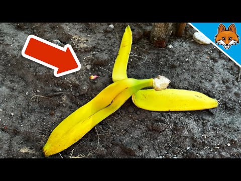 Bury Banana Peel and WATCH WHAT HAPPENS💥(Ingenious Trick)🤯