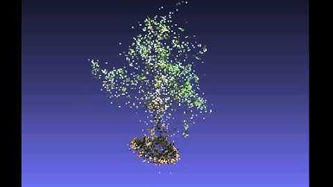 image based 3D reconstruction of a indoor tree (point cloud)